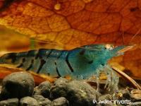 Голубая тигровая креветка